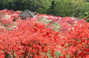 笠間のつつじまつり