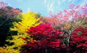 みはらしの丘 紅葉