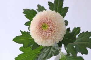 マム