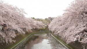 大岡川プロムナード 桜