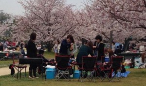 舞鶴公園 桜 バーベキュー