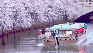 大岡川 桜 クルーズ