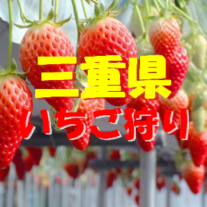 三重県いちご狩りおすすめ人気ランキング21 食べ放題や料金は 季節お役立ち情報局