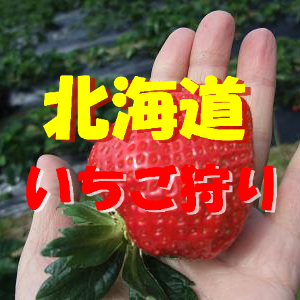 北海道いちご狩りおすすめ人気ランキング21 食べ放題や観光は 季節お役立ち情報局