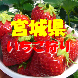 宮城県いちご狩りおすすめ人気ランキング21 食べ放題や料金は 季節お役立ち情報局