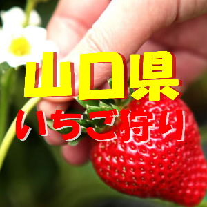 山口県いちご狩りおすすめ人気ランキング22 食べ放題や観光スポットは 季節お役立ち情報局