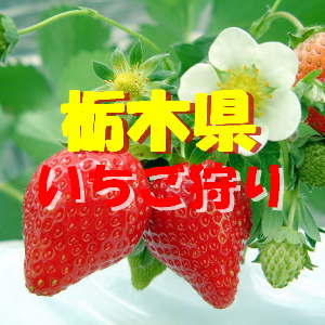 栃木県いちご狩りおすすめ人気ランキング22 食べ放題や料金は 季節お役立ち情報局