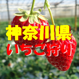 神奈川県いちご狩りおすすめ人気ランキング21 食べ放題や料金は 季節お役立ち情報局