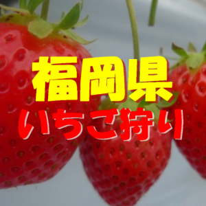 福岡県いちご狩りおすすめ人気ランキング21 食べ放題や観光は 季節お役立ち情報局