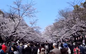 上野公園の桜とたくさんの花見客