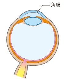目の角膜　イラスト