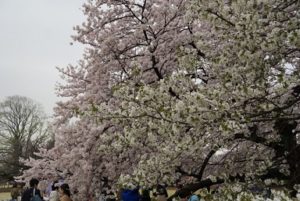 上野公園　満開の桜