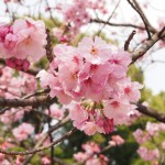 上野公園【お花見の場所取り】必勝法やコツは？平日、休日の時間帯は？
