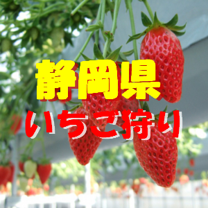 静岡県いちご狩りおすすめ人気ランキング21 食べ放題や料金は 季節お役立ち情報局