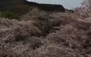 あたご山　満開の桜