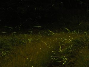 草むらに集まって飛び交う蛍の光