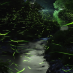 森の小川に乱舞する蛍の光