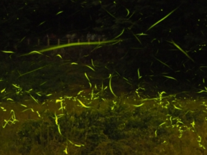 草むらに飛翔するたくさんの蛍の光