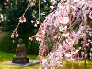 醍醐寺　銅像と桜