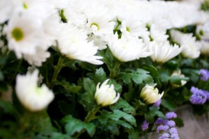 お供え　白菊の花