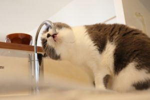 給水器　水を飲む猫