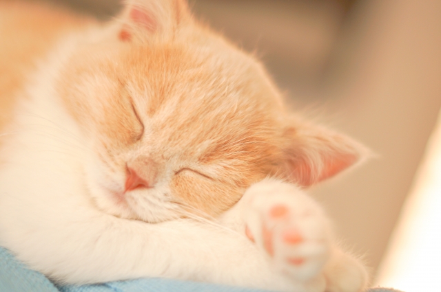 猫の暑さ対策 エアコンなしは ペットボトル 保冷剤手作り方法は 季節お役立ち情報局