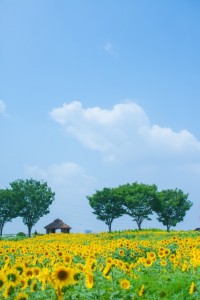 青空とひまわり畑と小屋と木々　田舎の風景
