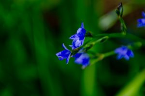青いりんどうの花