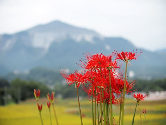 最新さくらんぼ 花言葉 英語 すべての美しい花の画像