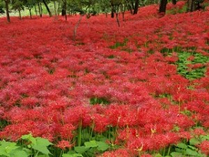 一面に咲いた赤い彼岸花