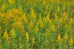 ブタクサ花粉症の症状と対策。季節や時期は?少ない地域は