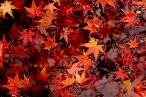 水たまりの紅葉