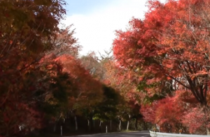茶臼山　道路脇の真っ赤な紅葉