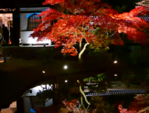 高台寺　秋の紅葉ライトアップ