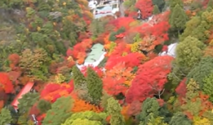 六甲山　様々な色合いの紅葉