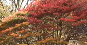 六甲高山植物園　紅葉