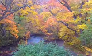奥入瀬渓流と紅葉