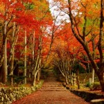 鶏足寺の参道を彩る紅葉