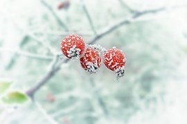 雪に覆われた赤い木の実