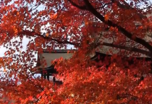 清水寺　真っ赤な紅葉と奥の院