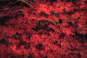 養老渓谷　真っ赤な紅葉　ライトアップ