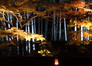 宝泉院　竹林と紅葉のライトアップ