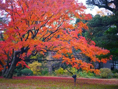 六義園の紅葉の見頃時期 ライトアップや混雑時間は 駐車場は 季節お役立ち情報局