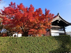 東福寺　鮮やかに色付いた紅葉