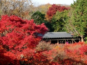 東福寺　真っ赤な紅葉