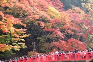 香嵐渓　待月橋で紅葉を楽しむたくさんの観光客
