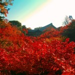東福寺と真っ赤に色付いた紅葉