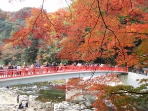 香嵐渓の紅葉と待月橋