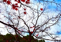 紅葉が落葉した木