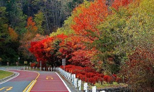 奥多摩周遊道路と濃く色付いた紅葉